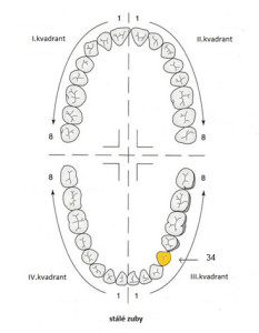 zuby_cislovani